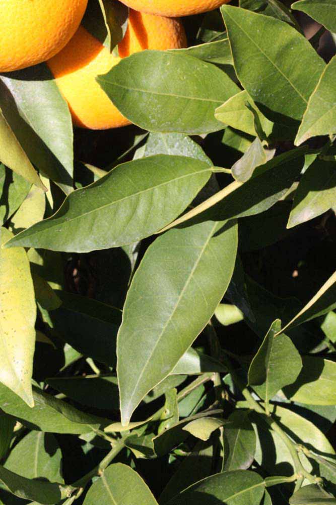            Sun leaves (Riverside, CA)   